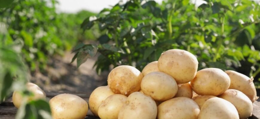 Что такое бараболя: значение, происхождение и кулинарные секреты