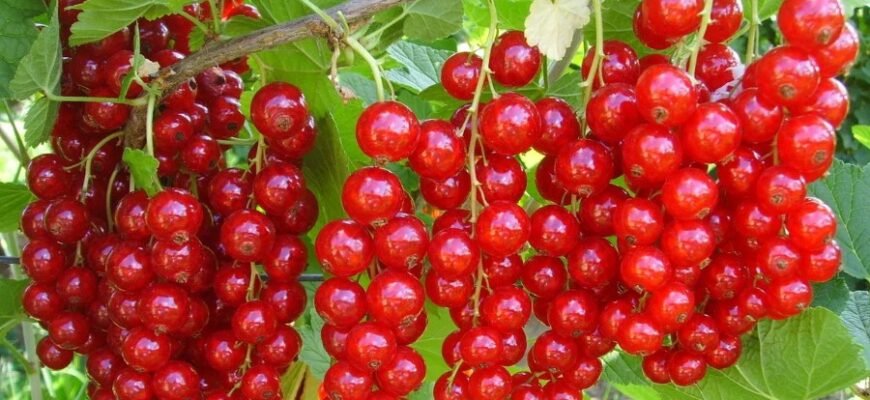 Что такое смородина: польза, виды и применение в кулинарии Что такое смородина: польза, виды и применение в кулинарии