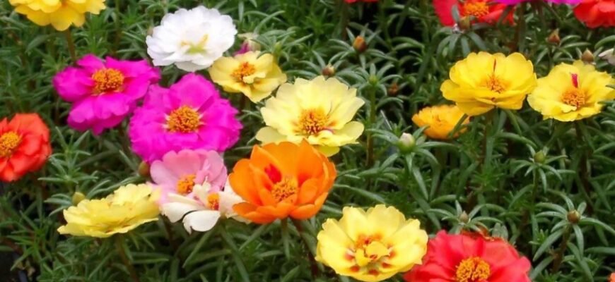 Что такое портулак: полезные свойства, выращивание и уход Что такое портулак: полезные свойства, выращивание и уход