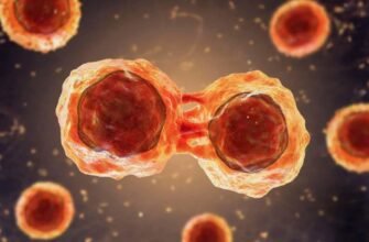 Что такое стволовые клетки: основы, функции и потенциал лечения