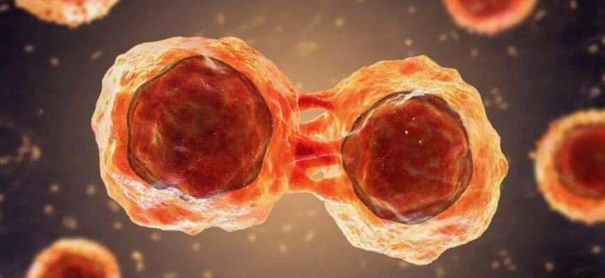 Что такое стволовые клетки: основы, функции и потенциал лечения