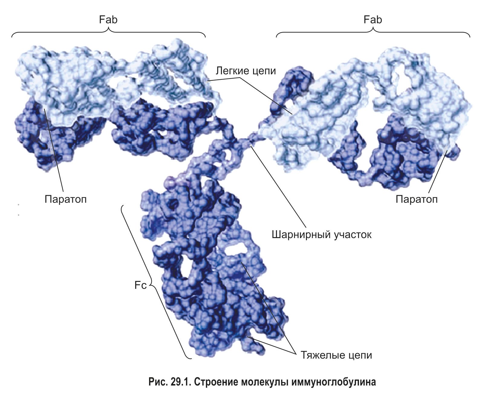 Антитела — Википедия