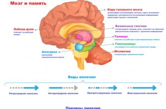 Что такое амнезия: виды, причины и методы лечения нарушения памяти