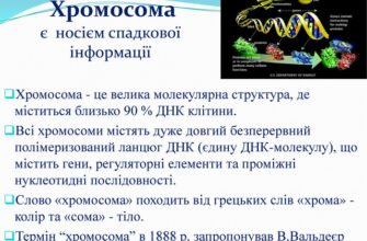 Что такое хромосомы: строение, функции и роль в наследственности