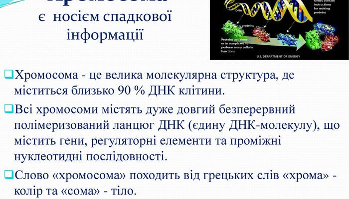 Что такое хромосомы: строение, функции и роль в наследственности Что такое хромосомы: строение, функции и роль в наследственности