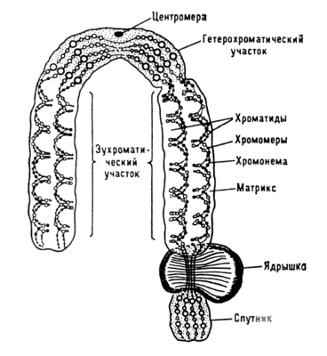 Хромосомная теория наследственности — Википедия