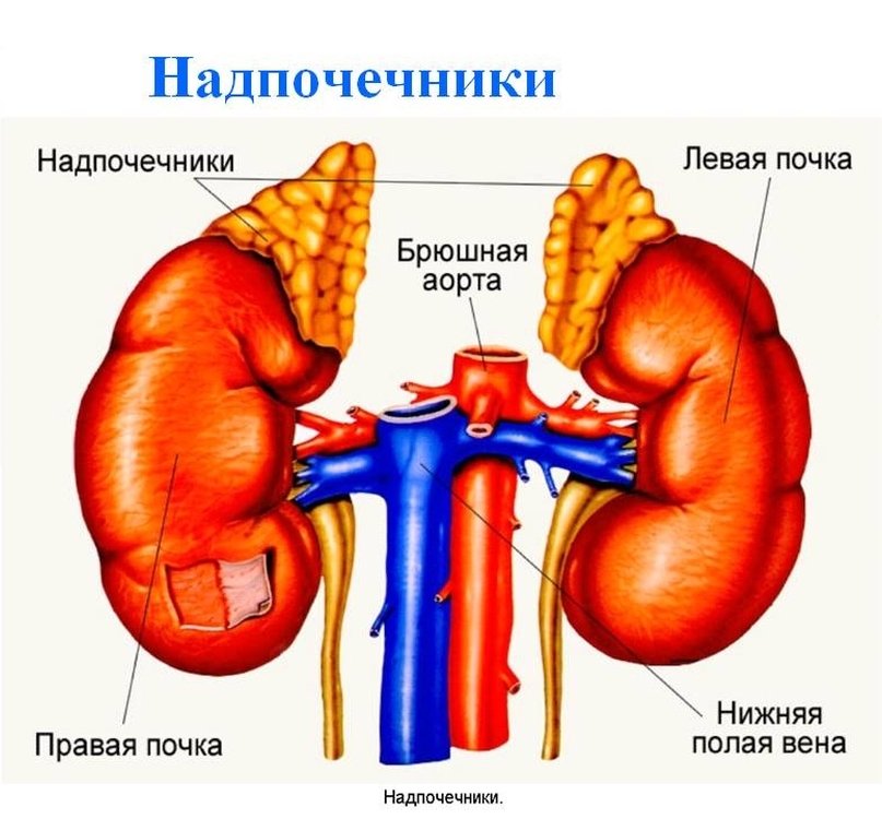 Сдать анализ крови на кортизол в Челябинске. Гормон коры ...