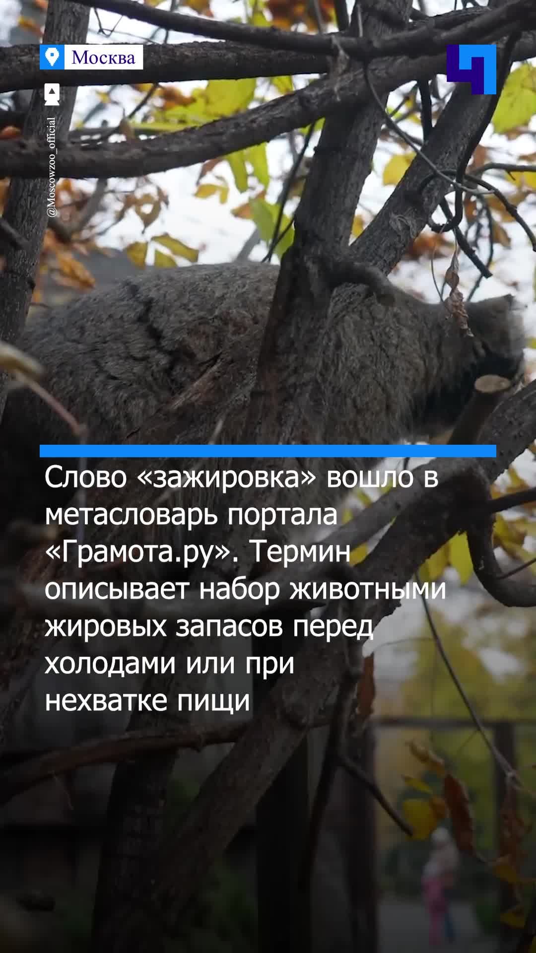 Левада — значение слова в словаре Даля. Что такое Левада?