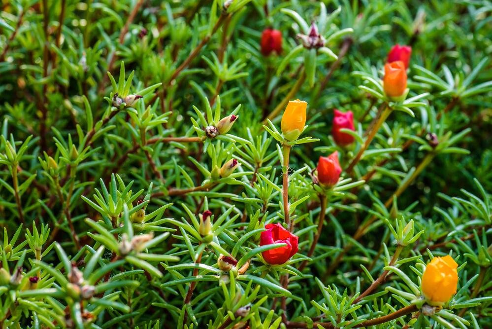 Выращивание портулака как неприхотливое, малоуходное растение ...