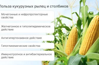 Кукурузные рыльца: польза, применение и лечебные свойства для здоровья