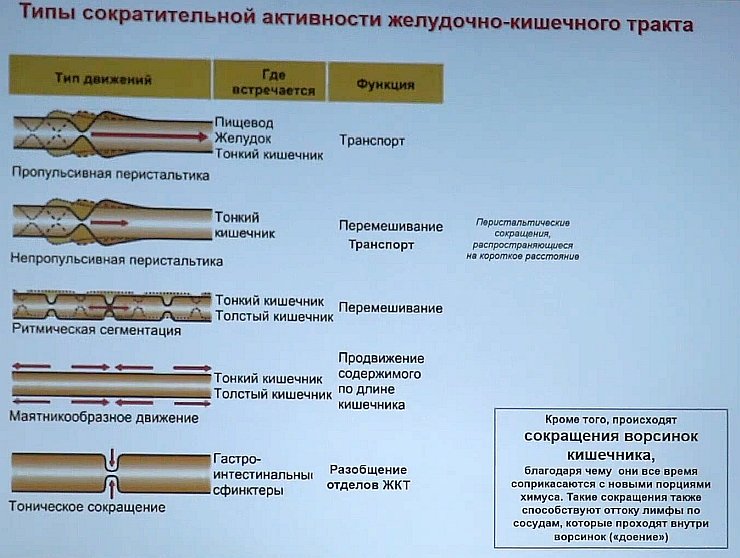 Перистальтика