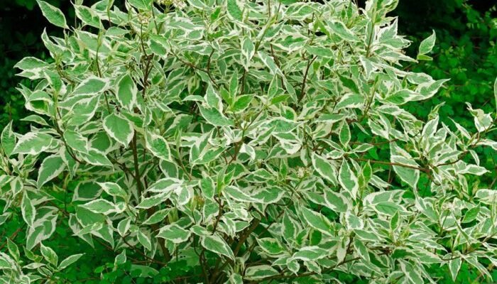 Що таке дерен: особливості та застосування рослини Що таке дерен: особливості та застосування рослини