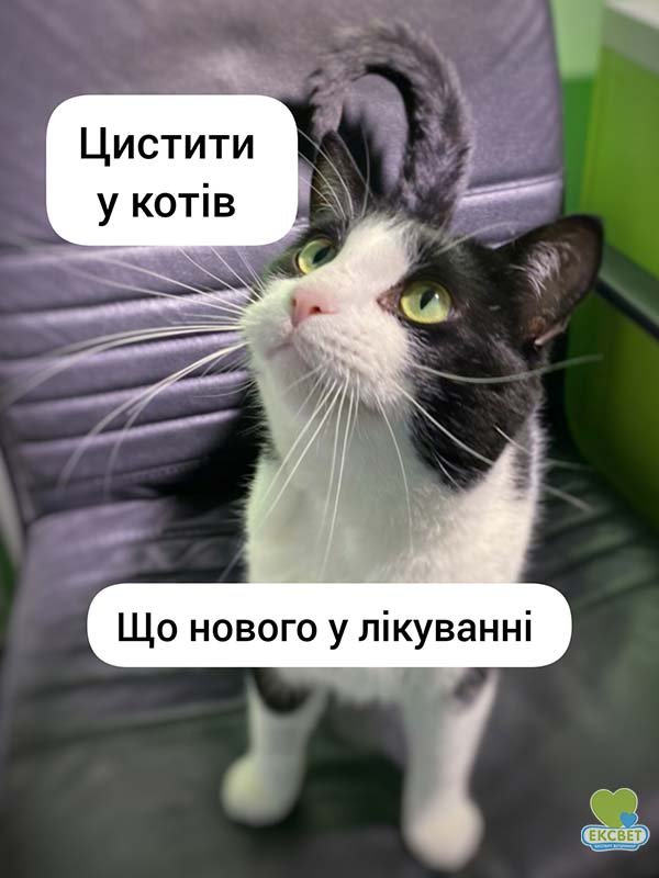 Цистити у котів - що нового у лікуванні - Ексвет