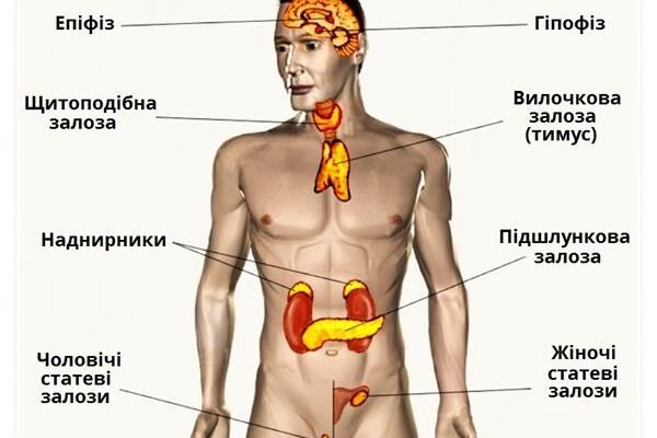 Що таке гормони: одні з ключових регуляторів організму