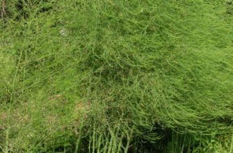 Шпарага: полезные свойства и факты о популярном растении