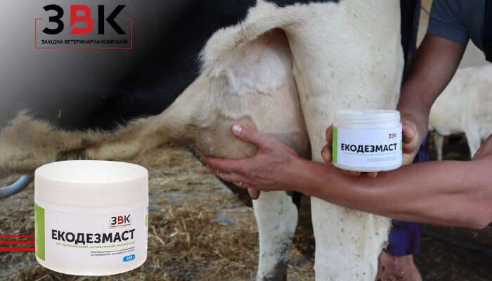 Антибіотики від маститу у корів: ефективні препарати та лікування