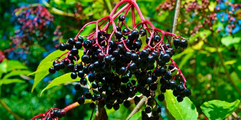 Бузина: Корисні властивості та застосування у народній медицині Бузина: Корисні властивості та застосування у народній медицині