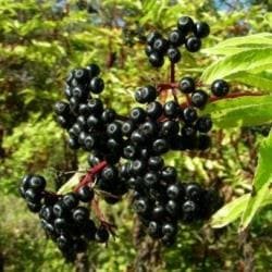 Бузина чорна – фармакологічні характеристики та рецепти – ДИТЯЧИЙ ...