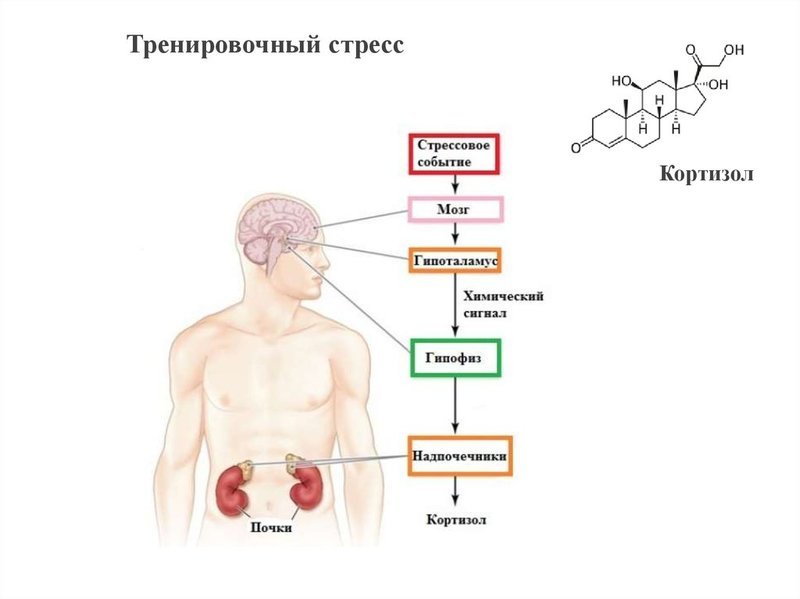 🔘 Как разобраться в результатах анализа на кортизол Кортизол ...
