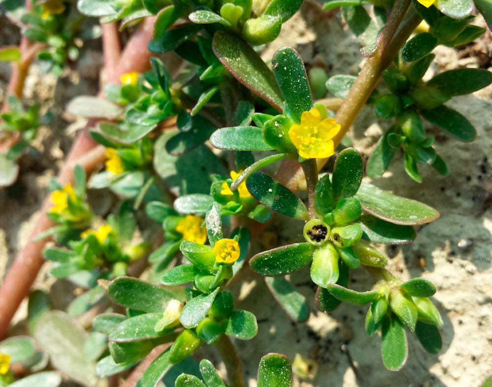 Портулак огородный сорняк: борьба, фото и описание, как избавиться ...