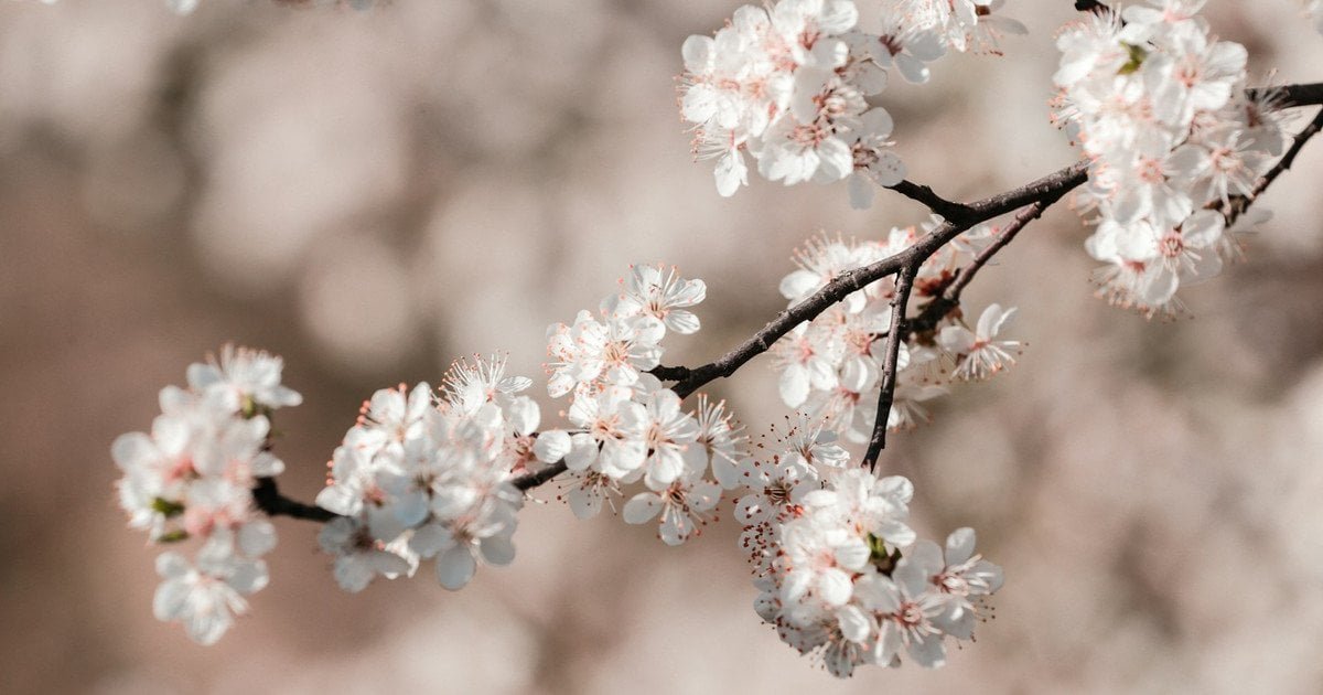 Як вберегти сад від весняних заморозків — Різне