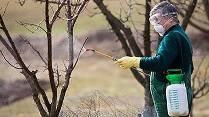 Як захистити сад від заморозків, чим обробити бруньки та квітки на ...