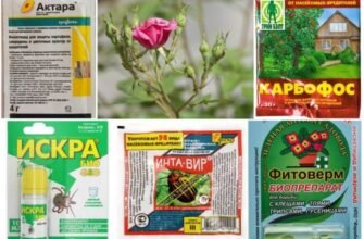 Ефективні препарати від тлі на трояндах: огляд засобів та порад