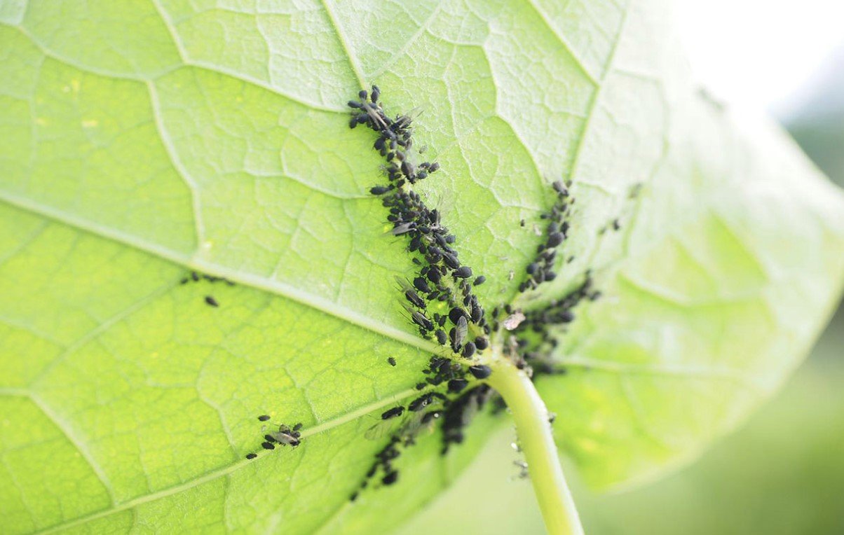 Купити препарати від попелиці недорого, інтернет-магазин ...