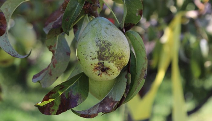 Грушева медяниця: як розпізнати та позбутись
