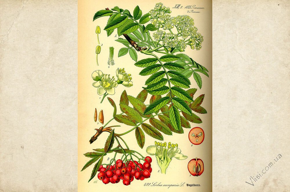 Горобина звичайна (Sorbus aucuparia) — фото та опис рослини 🌿
