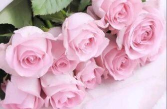 Картинки з Днем Народження для Жінки: Найкращі Варіанти Привітань Картинки з Днем Народження для Жінки: Найкращі Варіанти Привітань