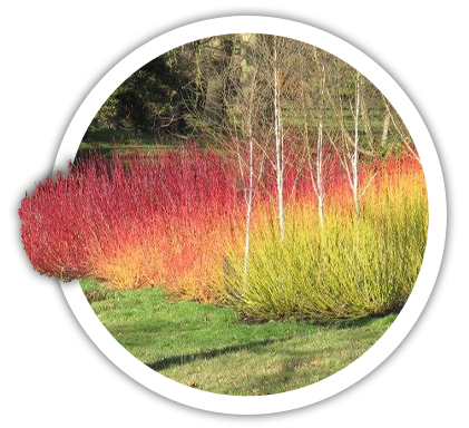 Дерен, Cornus, білий, канадський, коуза, нащадний, пурпурно ...