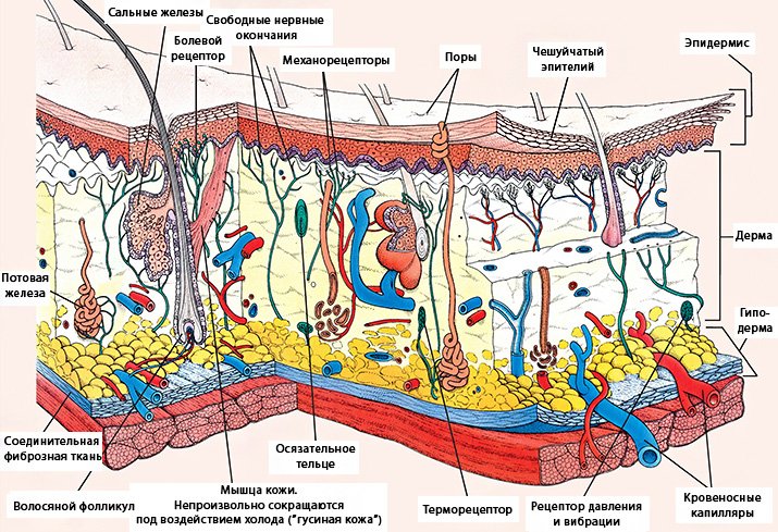 Атопічний дерматит і алергія: з чого все починається?