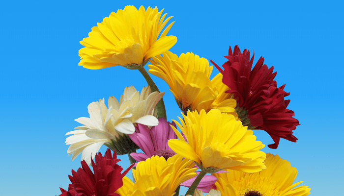 Сучасні картинки для привітань жінкам з Днем народження – креативно та яскраво