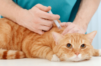 Вакцинація котів від сказу: важливість, переваги та процес захисту