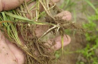 Як ефективно позбутися пирію на картопляних грядках: поради та методи