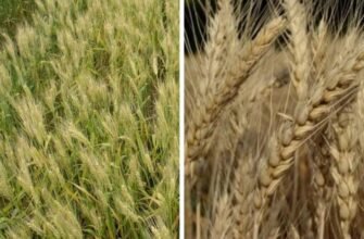 Яра пшениця vs. озима: ключові відмінності, про які варто знати