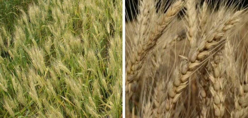 Яра пшениця vs. озима: ключові відмінності, про які варто знати