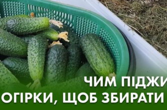 Захист огірків від хвороб: ефективні методи та поради для садівників