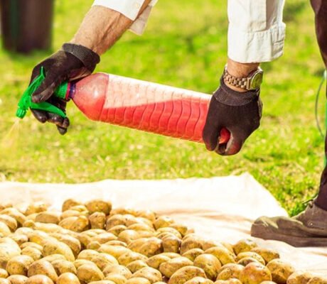 Захистіть свій врожай: ефективні методи боротьби з дротяником