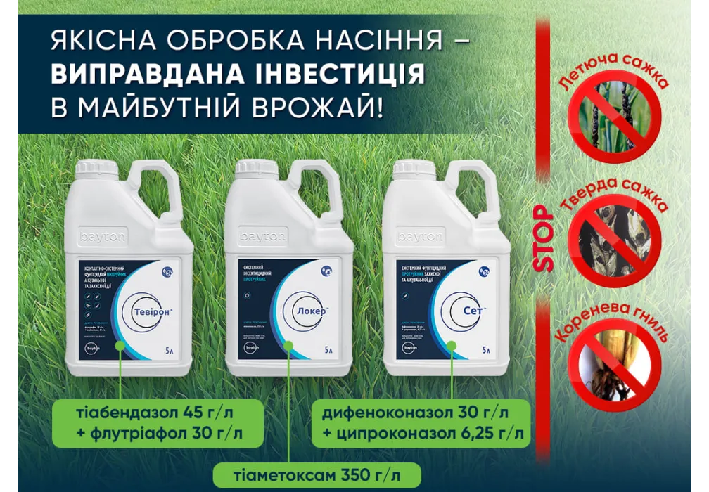 Обробка насіння озимої пшениці: як захистити врожай від хвороб і ...