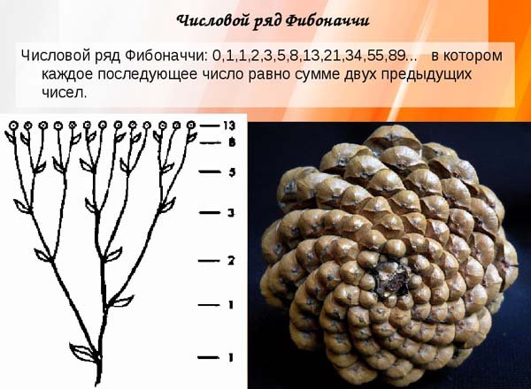 Божественная гармония золотого сечения | Русский след